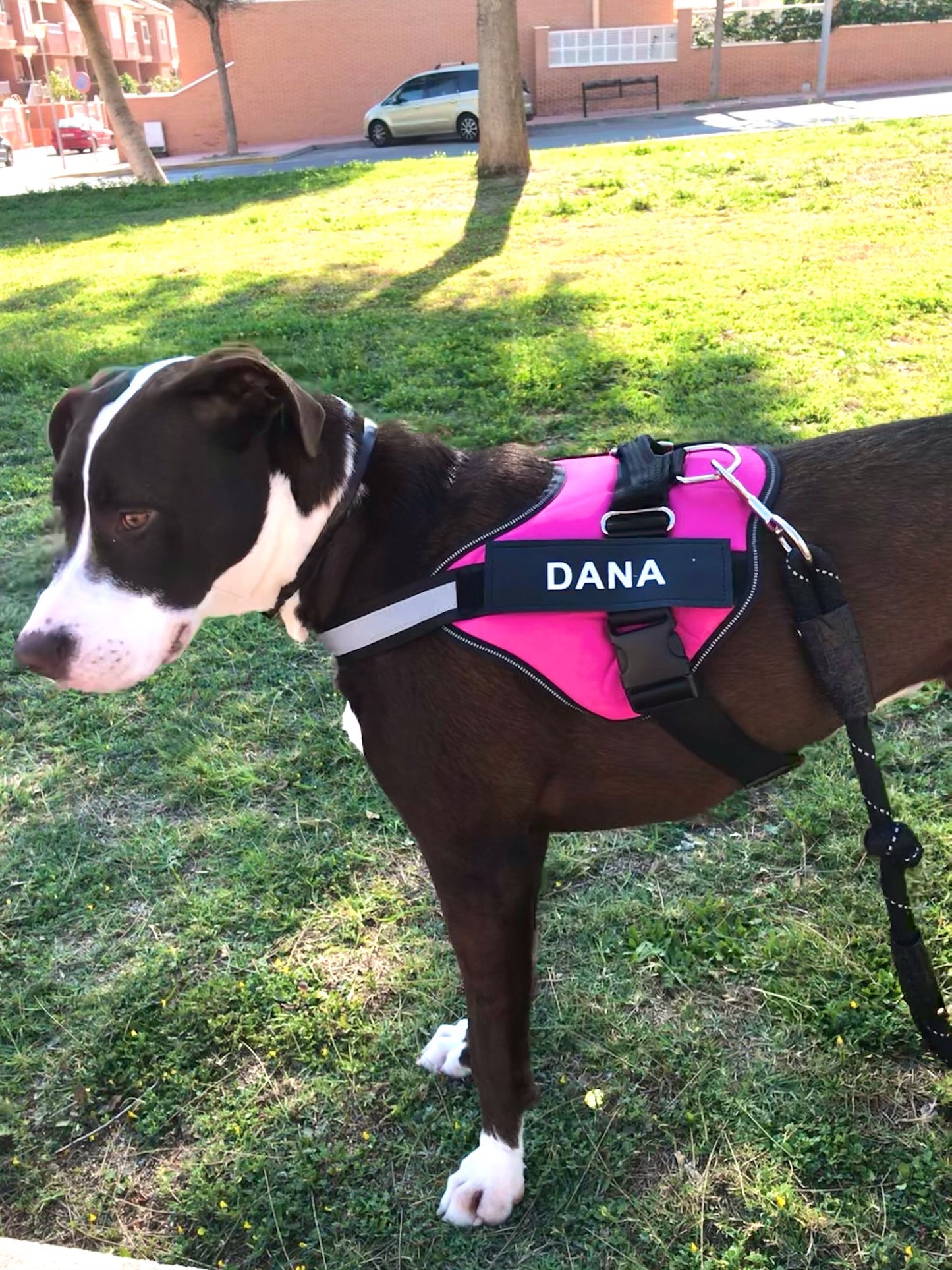 Pet Customized Reflective Breathable Harness